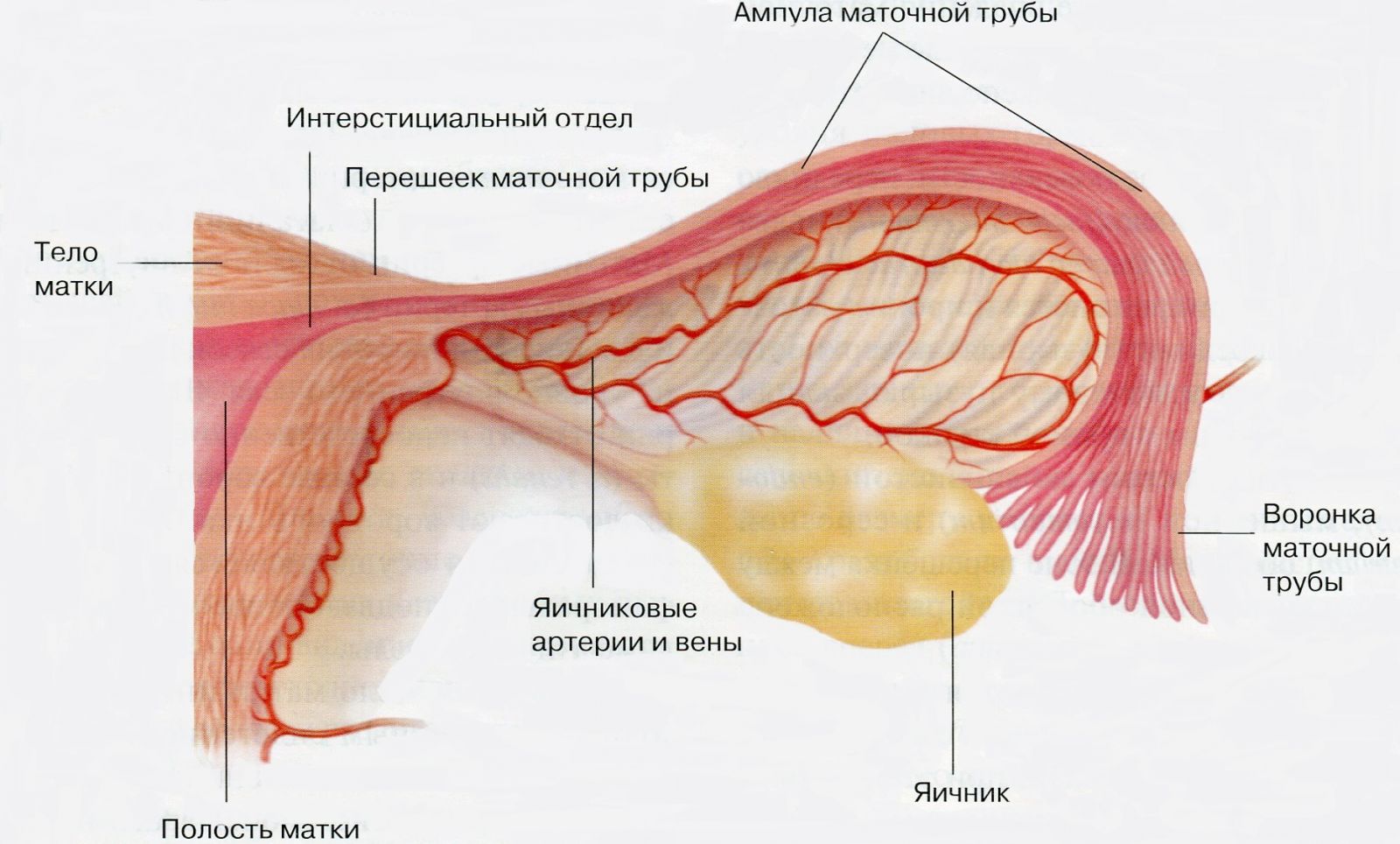 Строение маточной трубы анатомия